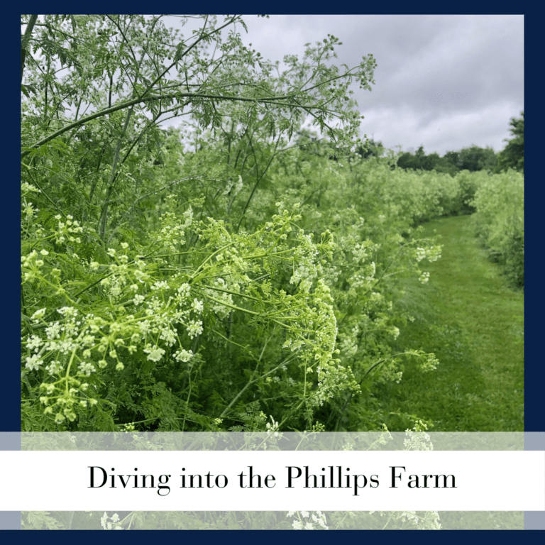 Diving into the Phillips Farm